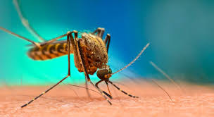 Malaria cases shot up in 2020 as Africa battled Covid 19